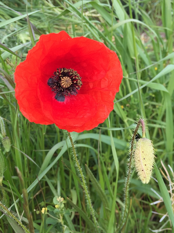 Coquelicot fleur printemps plante médicinale