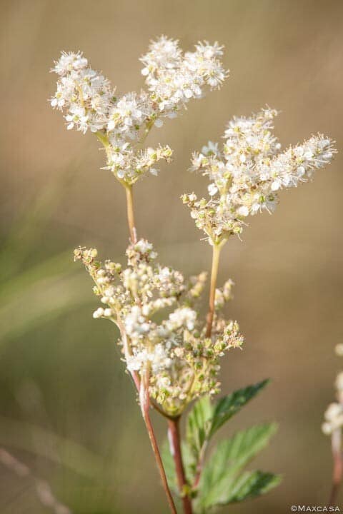 IMG_9724.jpg_compressed Reine des prés fleurs photo Maxcasa