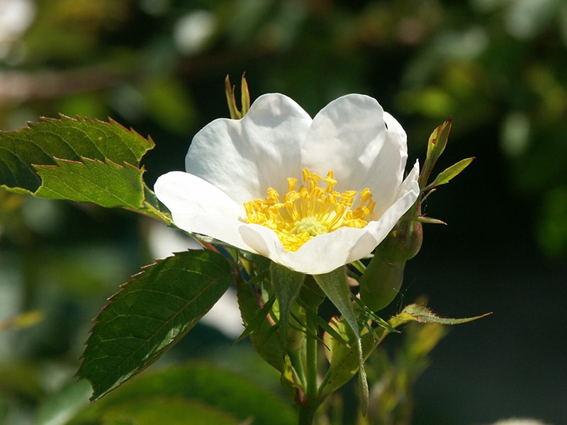 Églantier ou Rosier sauvage (Rosa canina)