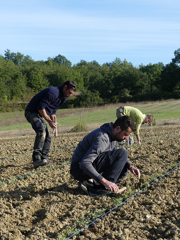 Plantation de sarriette par les salarié-e-s d'Arcadie en 2022