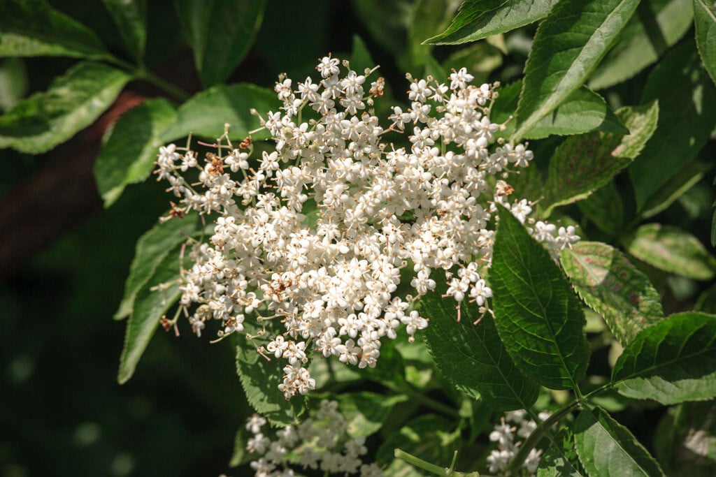 Sureau noir (Sambucus nigra). Photo Maxcasa.