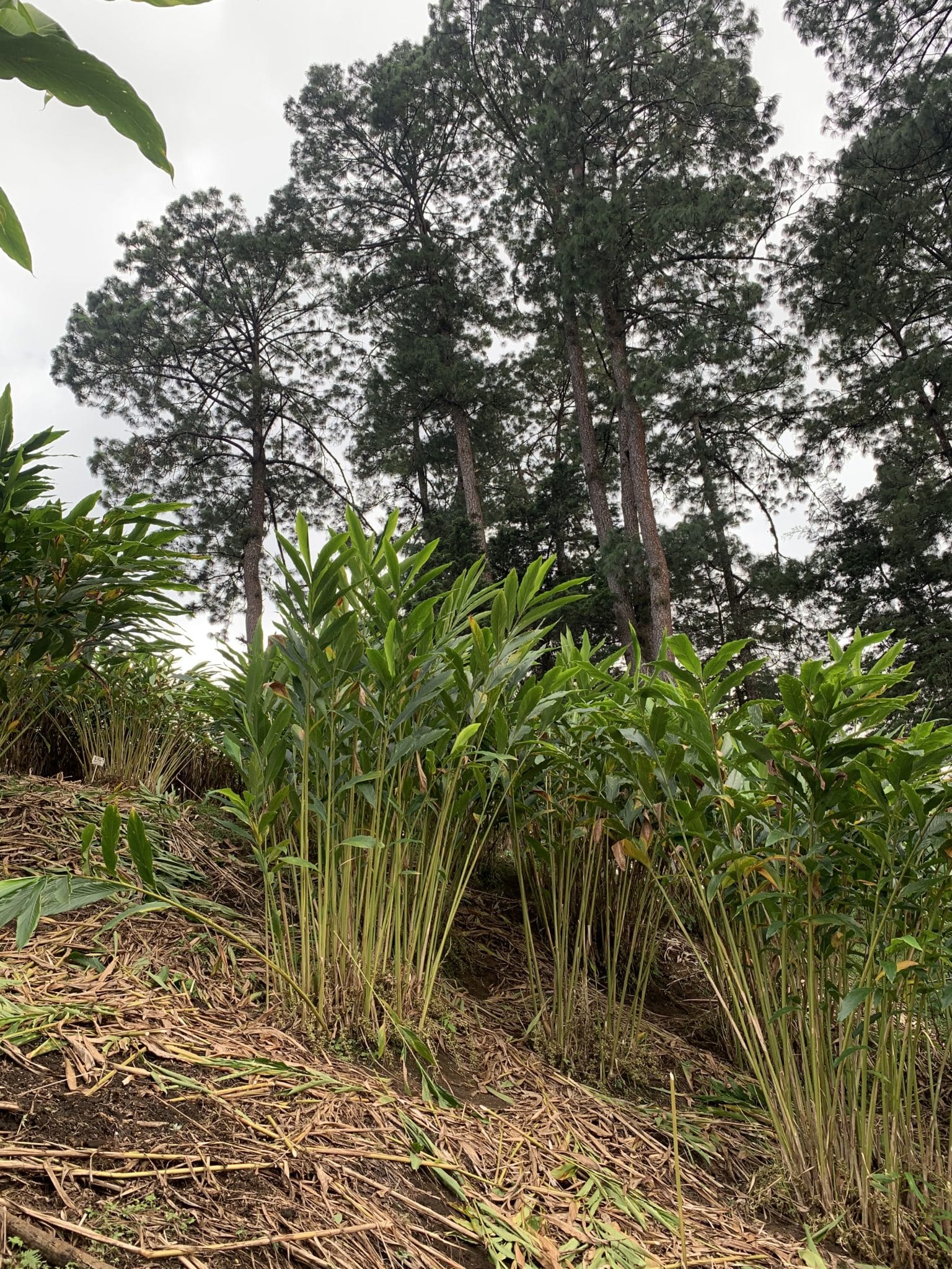 buisson cardamome