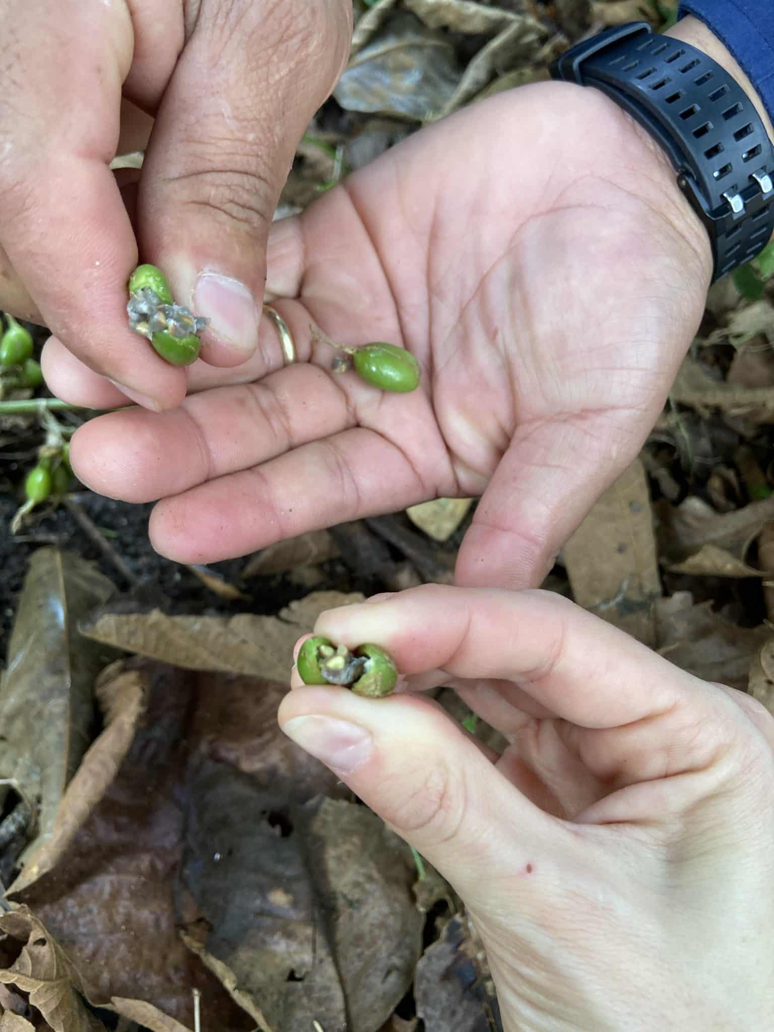 Capsule de cardamome verte ouverte