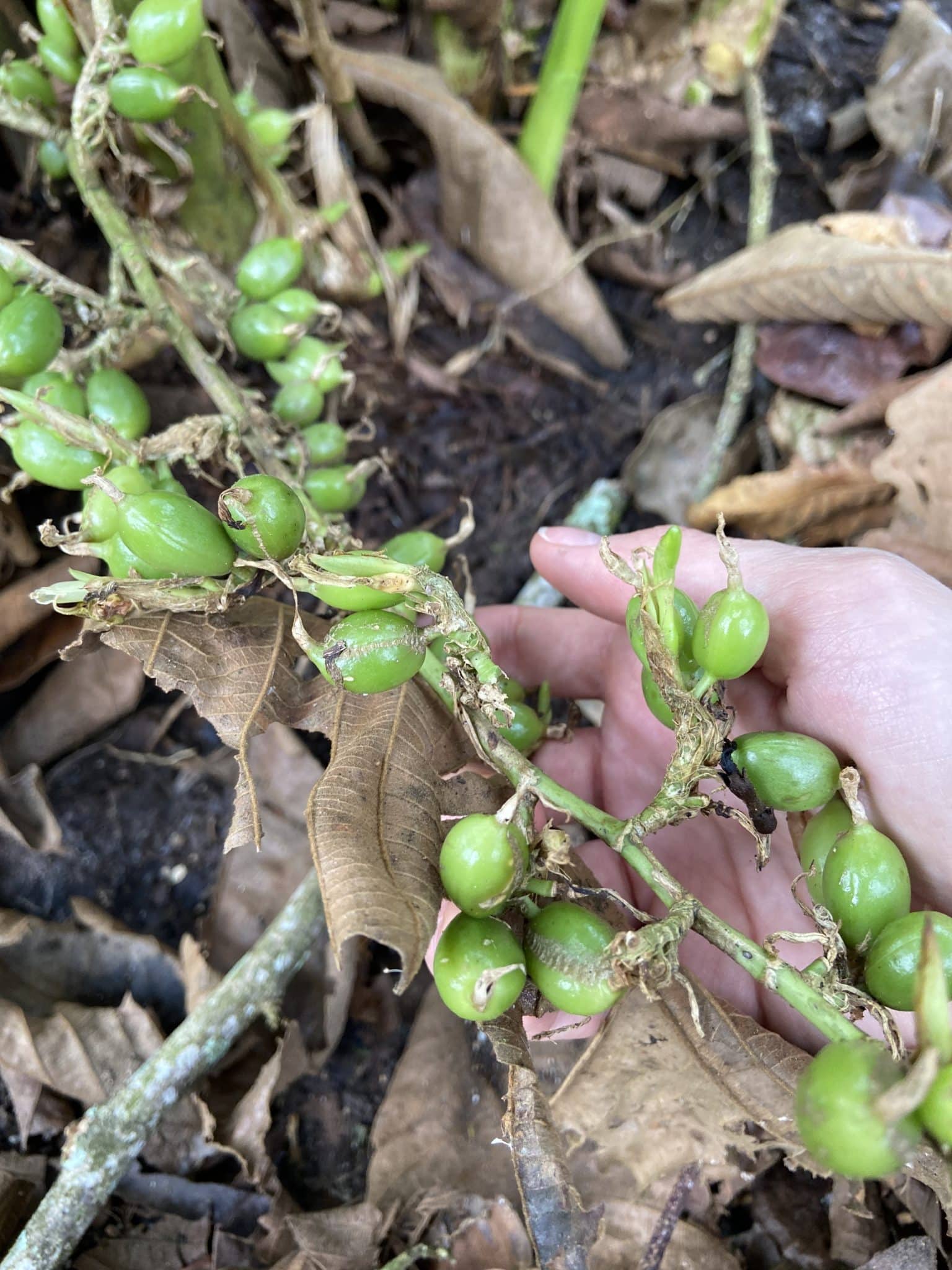 fruits de cardamome