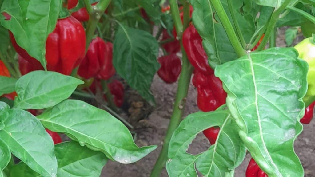paprika
