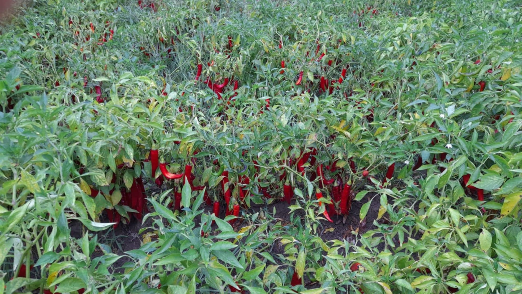 champ de piment champ de piment