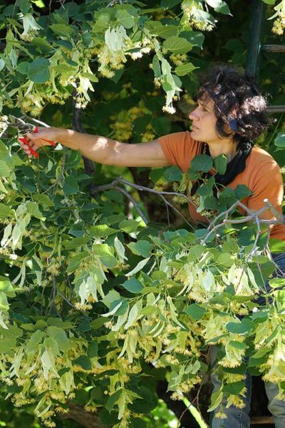 Cueillette tilleul Florence Baronnies_P1010951