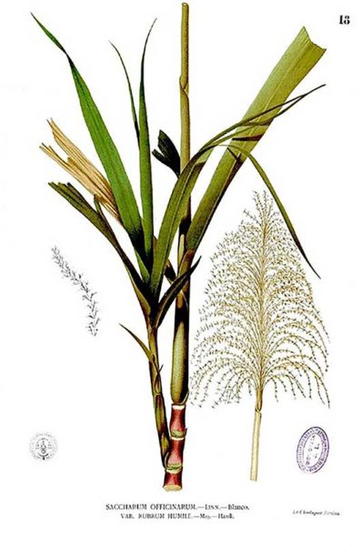 Filiere sucre pronatec planche botanique canne a sucre