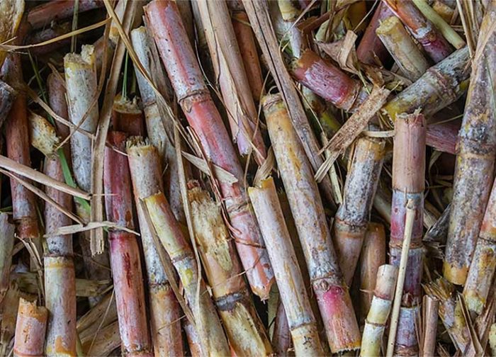Filiere sucre pronatec troncons canne a sucre