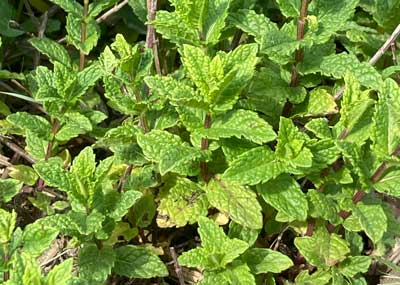 Menthe_IMG_9143