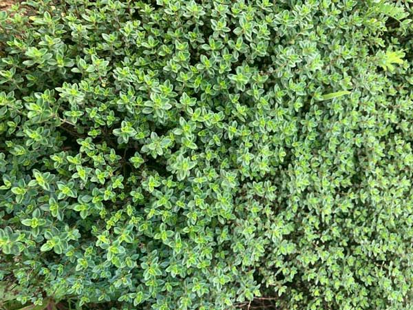 Thym-citron-gros-plan-BIOLOPAM-600x450