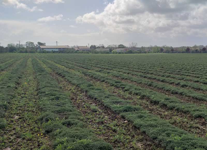 parcelle-de-thym-citron-800x600px